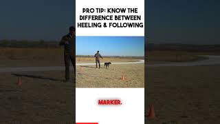 How To Work On Leash Manners  Heeling vs Following [upl. by Assirrec]