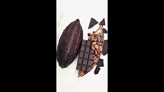 How to Make Chocolate 🍫  Bean to Bar shorts [upl. by Dayna]