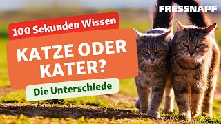 Katze oder Kater Wie sich die Geschlechter bei Katzen unterscheiden [upl. by Donnelly432]