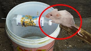 How To Make a Bucket Mouse Trap  Rat Trap [upl. by Leahcimnaj915]