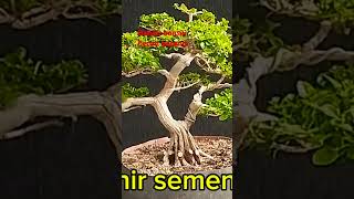 Plogram pecah batangjaya bonsai caenal [upl. by Tu]