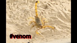 The Deathstalker scorpion is it really that VENOMOUS [upl. by Oirottiv995]