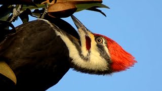 Pileated woodpecker call loud sounds as eating seeds [upl. by Viens]