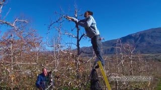 Pruning  Pear Trees [upl. by Eireva]