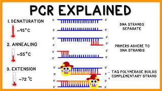 PCR Polymerase Chain Reaction Explained [upl. by Amzaj]