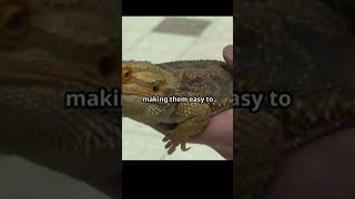 Bearded Dragons Fascinating Facts About These Amazing Reptiles 🦎🌟beardeddragons 🦎 reptilefacts [upl. by Camala]