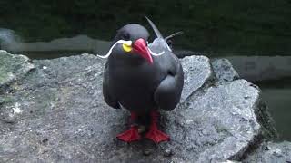 Inca Tern [upl. by Narda44]