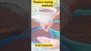 Full process Sowing flowers seeds gardening flowersseeds [upl. by Ninetta]