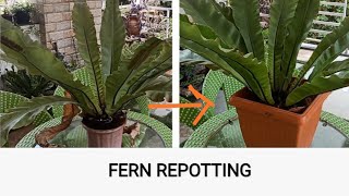 REPOTTING Huge Bird Nest Fern ASPLENIUM NIDUS [upl. by Hui105]