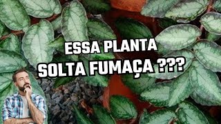 Planta Maria fumaça soltando FUMAÇA  Pellionia Reppens [upl. by Burnett344]