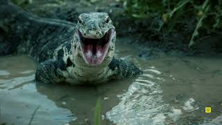 LA CASA DE LOS REPTILES  ESTRENO NUEVA SERIE  NATIONAL GEOGRAPHIC WILD [upl. by Elam]