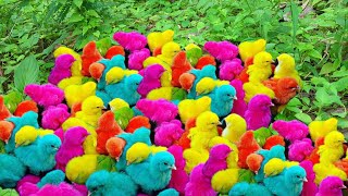 Mencari Anak Ayam Lucu Warna Warni  Ayam Rainbow Lucu  Marmut  Bebek  Kelinci Lucu [upl. by Lyndon735]