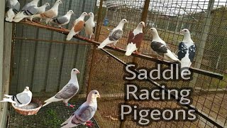 Saddle Racing Pigeon  Saddle Pigeons  Rare Racing Pigeons  Saddle Racing Pigeons [upl. by Nylevol144]