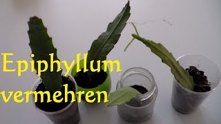 Kaktus Epiphyllum vermehren Ableger Steckling bewurzeln  Blattkaktus vermehren [upl. by Graner]