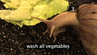 How To Care For Giant African Land Snails [upl. by Karlens]