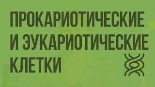 Сходство и различия прокариотических и эукариотических клеток Видеоурок по биологии 10 класс [upl. by Asor]