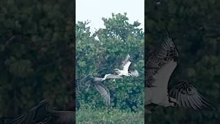 Crazy pelican steals fish from Osprey in mid air [upl. by Steinway788]