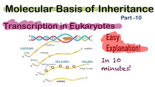 Transcription in Eukaryotes  Class 12th  Molecular Basis of Inheritance  Biocules [upl. by Yaned]