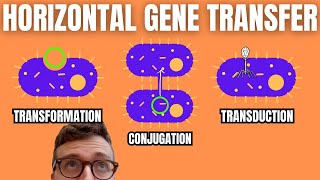 Horizontal Gene Transfer Transformation Conjugation Transduction [upl. by Ayifas]