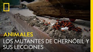 Los mutantes de Chernóbil y sus lecciones  NATIONAL GEOGRAPHIC ESPAÑA [upl. by Elka]