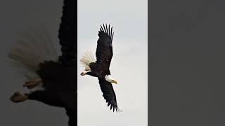 Bald Headed Eagle catches shorts animalfacts youtubeshorts [upl. by Rothenberg]