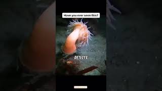 WATCH THIS Anemone FLEES From Sea Star  oceanlife [upl. by Ardnahs]