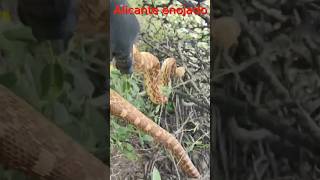 Alicante enojado animals alicantewildlife snake [upl. by Brandt359]