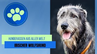 Irischer Wolfshund [upl. by Scevor]