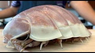 THE GIANT ISOPOD [upl. by Ylehsa]