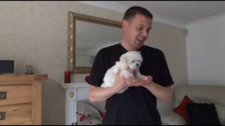 Maltese Puppies  Best small breed dog [upl. by Malamud]