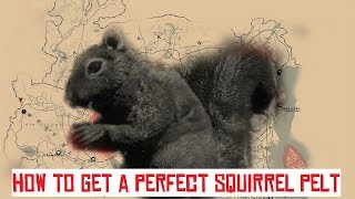 How to get a Perfect Squirrel Pelt in RDR2 [upl. by Burnham206]