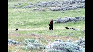 Grizzly Encounter with Mother and 5 Cubs  Yellowstone National Park [upl. by Arabel88]