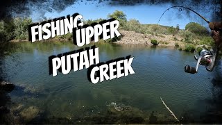 Fishing Upper Putah Creek Ca [upl. by Strain]