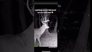 Deer got stuck by lightning deer subscribe 2000subscribers fypシ゚viral shorts viralvideo [upl. by Coffin626]