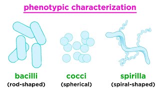 Taxonomy of Bacteria Identification and Classification [upl. by Alrats]