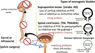 Neurogenic bladder and Micturition reflex [upl. by Clarise]