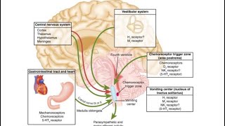 Antiemetic Drugs  Pharmacology [upl. by Hollinger]