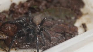 Giant funnelweb spider discovered [upl. by Yrogerg]