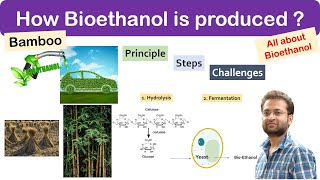 What is bioethanol fuel Bamboo How it is produced Principle steps and Benefits Challenges [upl. by Ferriter]