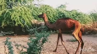 Camel Animal of thar [upl. by Asatan698]