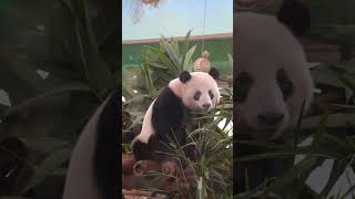 星一 晚安 玛卡巴卡 panda 大熊猫 一方水土养一方熊猫 cute 熊 [upl. by Rhyner]