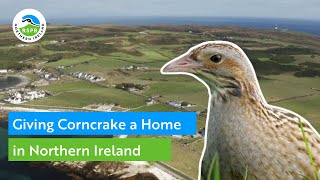 Giving Corncrake a Home in Northern Ireland  RSPB [upl. by Notelrac83]