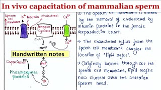 In vivo capacitation of mammalian sperm  Handwritten notes [upl. by Imeka]