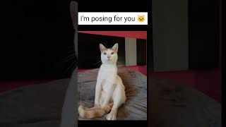 Im posing for you 🐱 catzdogzworld pug funnyanimal catzdogzworldchannel cat funnycat catz [upl. by Hodess]