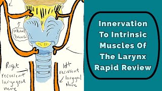 Innervation To The Larynx Rapid Review [upl. by Odlaw]