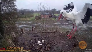 2024 02 11 Storchennest am Menkebach Nilgans vs Storch wer gewinnt [upl. by Llerret]