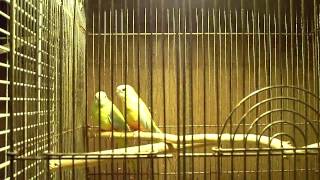 Turquoisine Parakeets Breeding Pair [upl. by Melli]