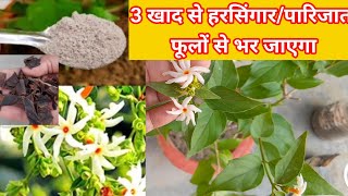 3 चीजों से हरसिंगारपारिजात छोटे गमले मे भी पत्तियों से ज्यादा फूल देगा Night Jasmine Fertilizer [upl. by Dnomse814]