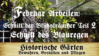 Arbeiten im Februar Blütensträucher TEIL 2 Schnitt des Blauregen Glycinie Wisteria [upl. by Erinna]