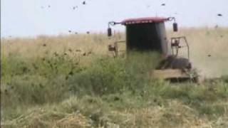 Tricolored Blackbird Colony Destruction Merced Co California [upl. by Pubilis]